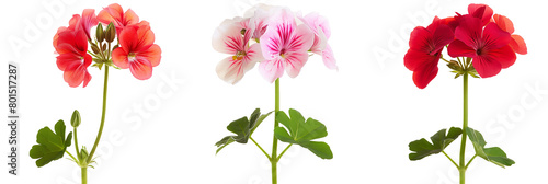 set of colorful geraniums, isolated on transparent background