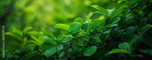 a close up of a green leafy tree branch with a blurred background
