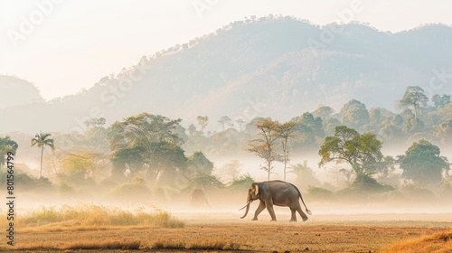 Elephant walking in the wild nature. Majestic animal in its natural habitat. Concept of wildlife, savanna ecosystem, nature conservation, natural beauty.