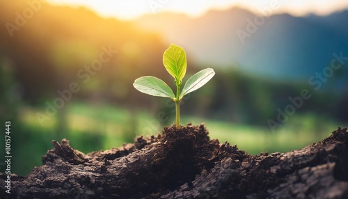 new life growth future concept a strong seedling growing in the old center dead tree concept of support building a future focus on new life with seedling growing sprout