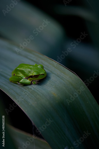 Closeup of green leaf frog