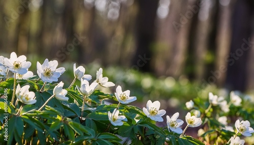 beautiful white primroses in spring in the forest close up in sunlight in nature spring forest landscape with blooming white anemones and trees