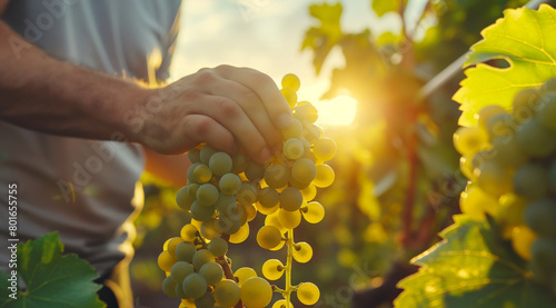 A man harvesting green grapes in a grape plantation with a beautiful view of a sunset in the background, harvesting season, grape harvesting season. Generative AI.