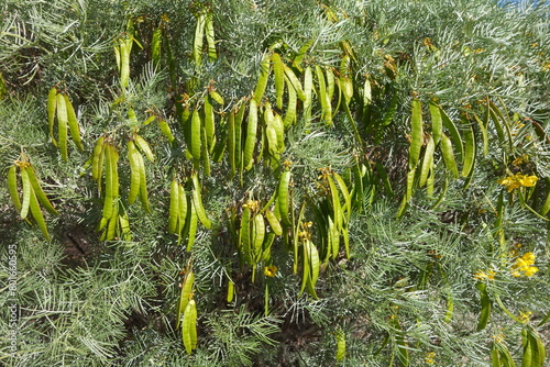 Closeup of Australian native Feathery Cassia or Sive Senna (Senna Artemisioides) with green seed pods in spring, nature background