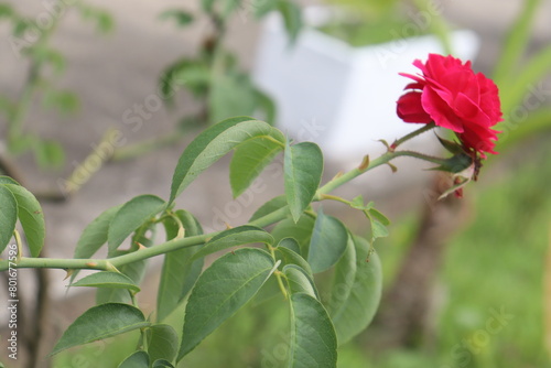 EPINE D'AMOUR La rose épineuse incarne l'élégance intrépide. Sa beauté singulière défie les conventions, révélant la dualité fascinante de la nature.