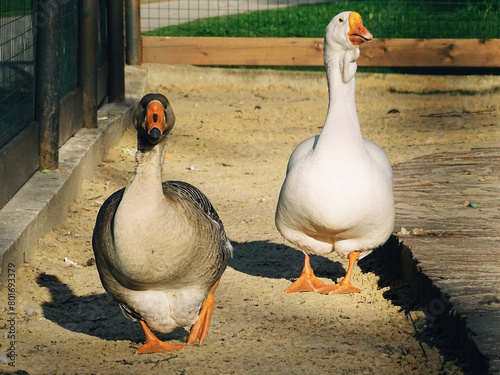 geese on the farm