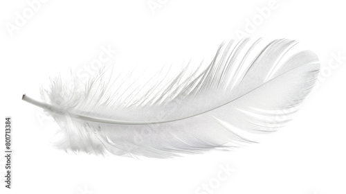 white feather transparent background