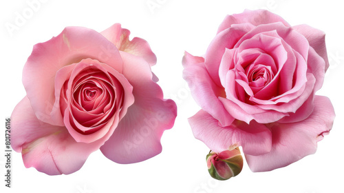 Pink roses