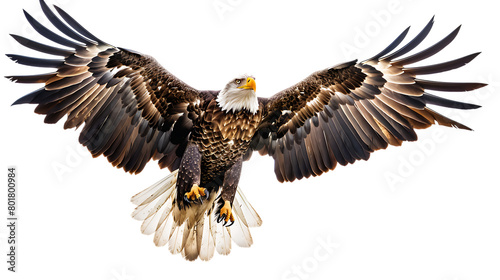 flying eagle isolated on transparent background