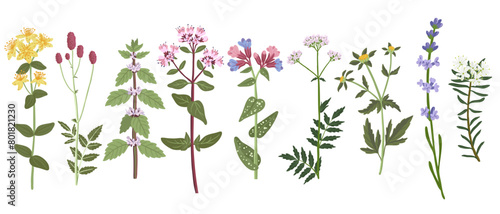 set of medicinal herbs, field flowers, vector drawing wild plants at white background,,floral elements, hand drawn botanical illustration