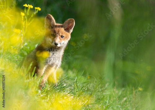 Lis rudy (Vulpes culpes)