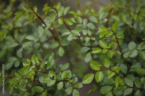 Krzaczek z zielonymi listkami tło naturalne wiosenne