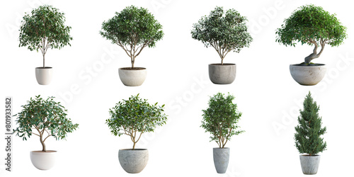 Set of tree pot png mockup in 3d without backoground png for decoration.