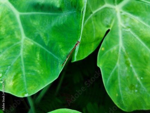 Damselfly on a green leaf 