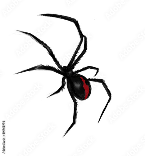 spider isolated on transparent white background