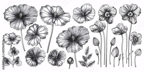 Monochromatic hand-drawn illustration set of gotu kola plant Centella asiatica flower leaf, perfect for graphic design projects.