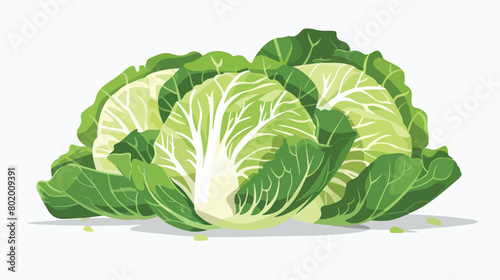 Fresh chinese cabbage on white background Vector illustration