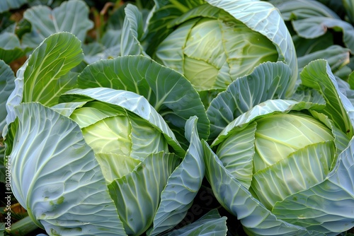 Closeup of fresh green cabbage. White cabbage heads. Grocery. Harvest. Farmland. Raw vegetable. Coleslaw ingredient. Agricultural concept. Crop. Healthy nutrition. Diet. Vegetarian. Leaf
