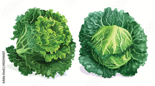 Fresh kale cabbage on white background Vectot style 
