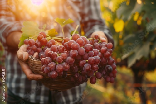 Farm Workers Harvesting grape in the Field. Workers picking fresh ripe fruit.