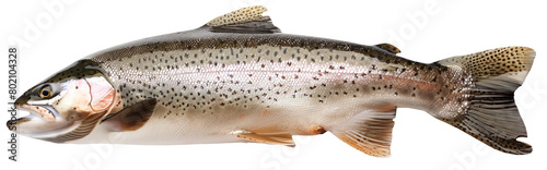 A highly detailed image of a rainbow trout isolated on a white background.