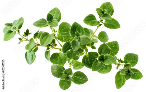 Fresh oregano herb branch isolated on white background