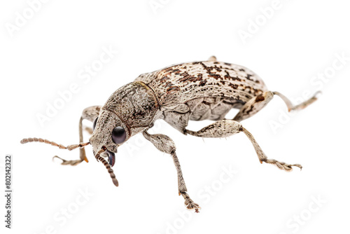 Weevil Beetle Insect On Transparent Background.