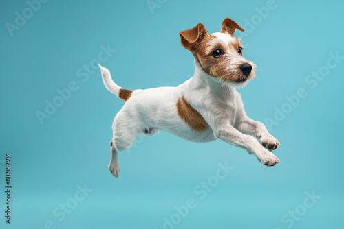 Active agile dog jumping high in the air on a blue color studio background. Young dog playing, flying. Cute Jack Russell Terrier looking happy isolated on colorful backdrop. Creative flyer for your ad