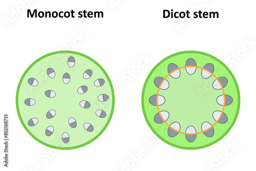 Monocot and dicot stems. Diagram.
