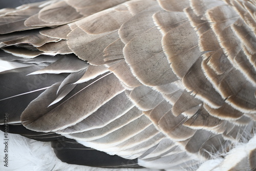 Close-up of a goose's wing feathers and undercoat