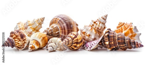 An assortment of spiral seashells in various sizes and colors are displayed against a white background, highlighting the diversity and intricate beauty of these natural wonders. 