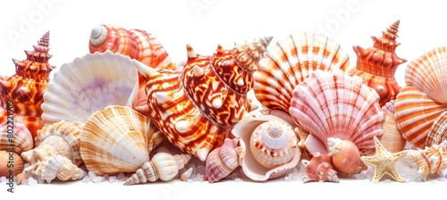 A vibrant collection of seashells in various shapes, sizes, and colors are arranged against a white background, showcasing the diversity and beauty of marine life. 