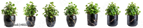  Ivy plants on luxury black marble vase (Hedera helix, Algerian Ivy, Nepalese Ivy, Needlepoint ),isolated on trnasparent background with clipping path.