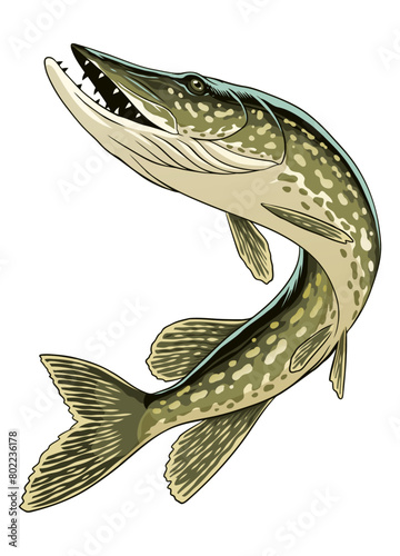 Vintage Illustration of Pike Fish Vector