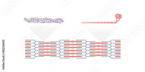 Actin and Myosin Filaments Diagram Scientific Design. Vector Illustration.