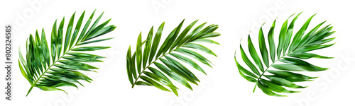 Set of green palm leaf isolated on white