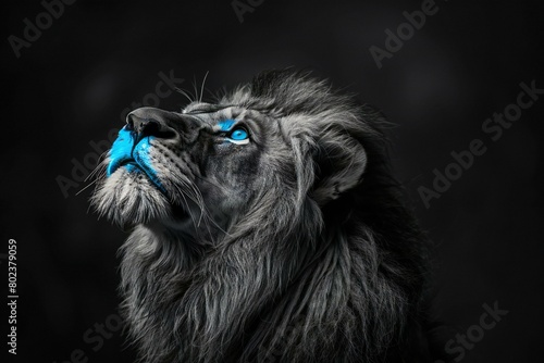 Portrait of a lion with blue eyes on a black background