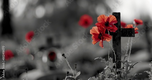 Black and white photo of a war era cemetery with red poppy flowers on crosses