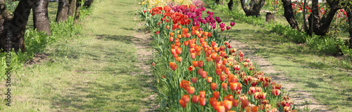 tulip flowers of various colors bloomed in spring symbol of the Netherlands