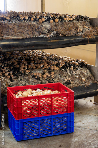 Growing of brown champignons mushrooms, mycelium grow from compost into casing on organic farm in Netherlands, food industry in Europe