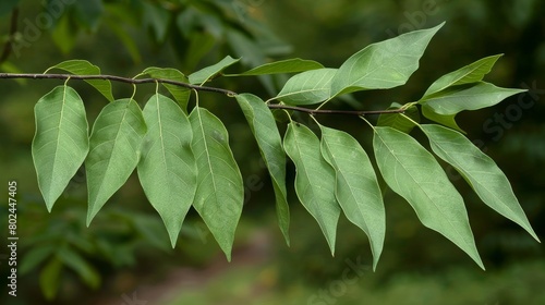 Pointed ovate-lanceolate green leaves with serrated margins hanging on branchlets of a Common Hackberry (Celtis occidentalis)