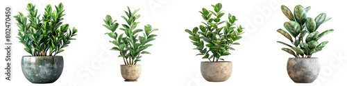 Plant in Pot Hyperrealistic Highly Detailed Isolated On Transparent Background Png File