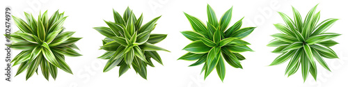 Spider Plant Plants Top View Hyperrealistic Highly Detailed Isolated On Transparent Background Png File