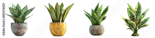 Snake Plant Hyperrealistic Highly Detailed Isolated On Transparent Background Png File