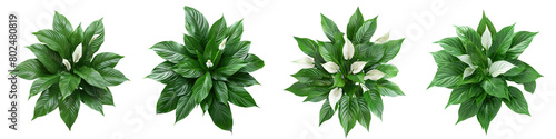 Peace Lily Plants Top View Hyperrealistic Highly Detailed Isolated On Transparent Background Png File