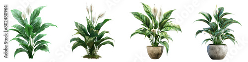 Peace Lily Plant Hyperrealistic Highly Detailed Isolated On Transparent Background Png File