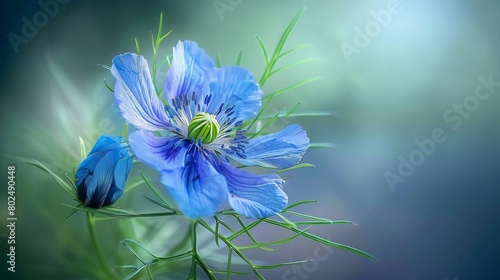 Beautiful flower with a purplish blue tone. Its scientific name is Nigella damascena.