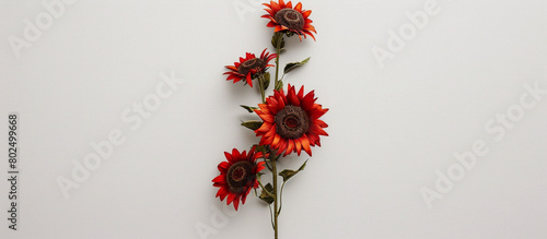  A single branch of vibrant red sunflowers, arranged vertically to showcase their bold blooms against a backdrop of pristine white, all captured in breathtaking 32k resolution.
