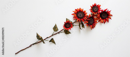 A single branch of vibrant red sunflowers, arranged vertically to showcase their bold blooms against a backdrop of pristine white, all captured in breathtaking 32k resolution.