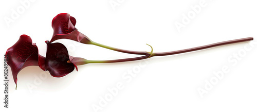 A single stem of elegant red calla lilies, arranged vertically to showcase their grace against a clean white canvas, all depicted in stunning full ultra HD detail.